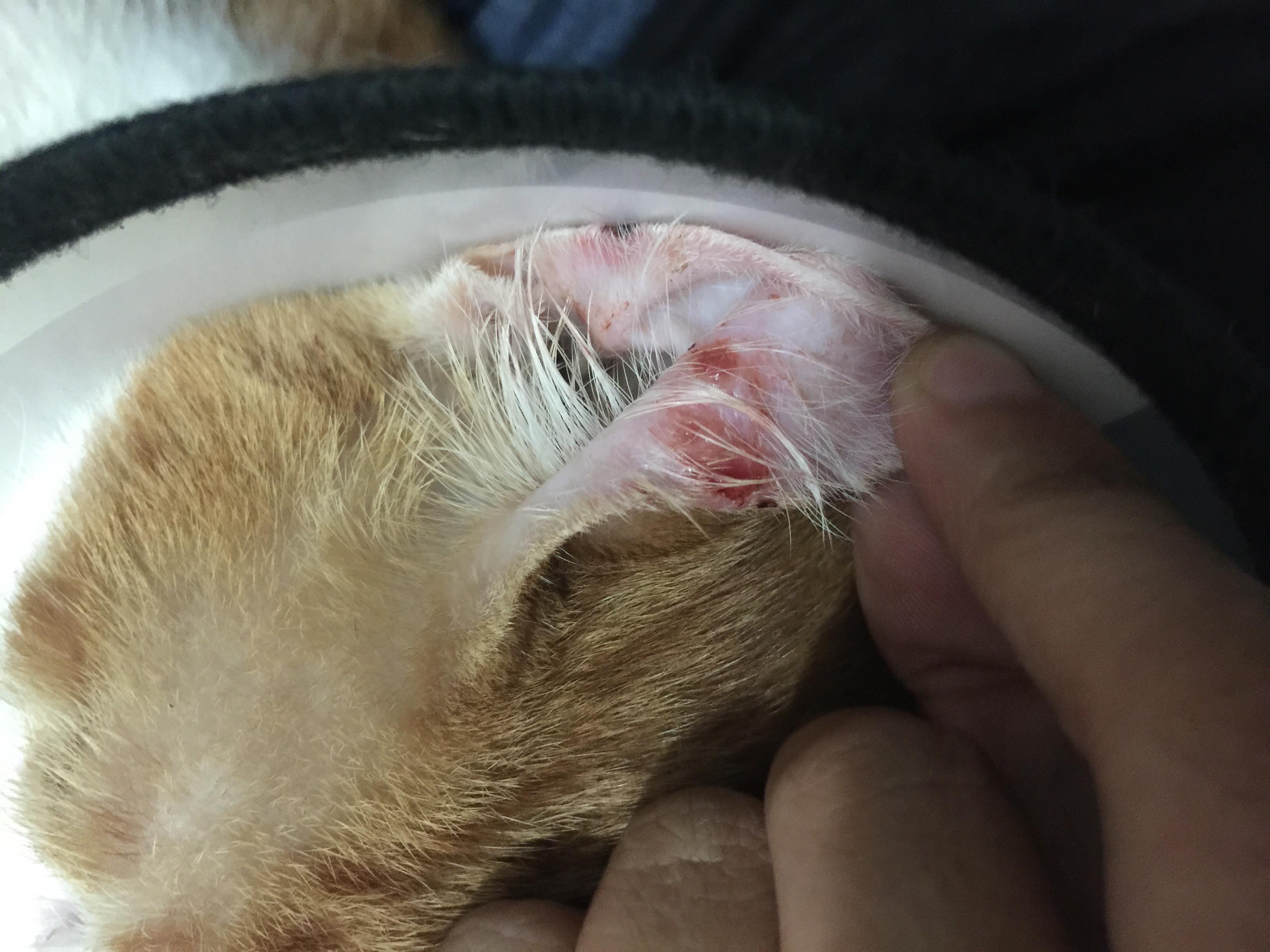 猫咪是得了什么皮肤病