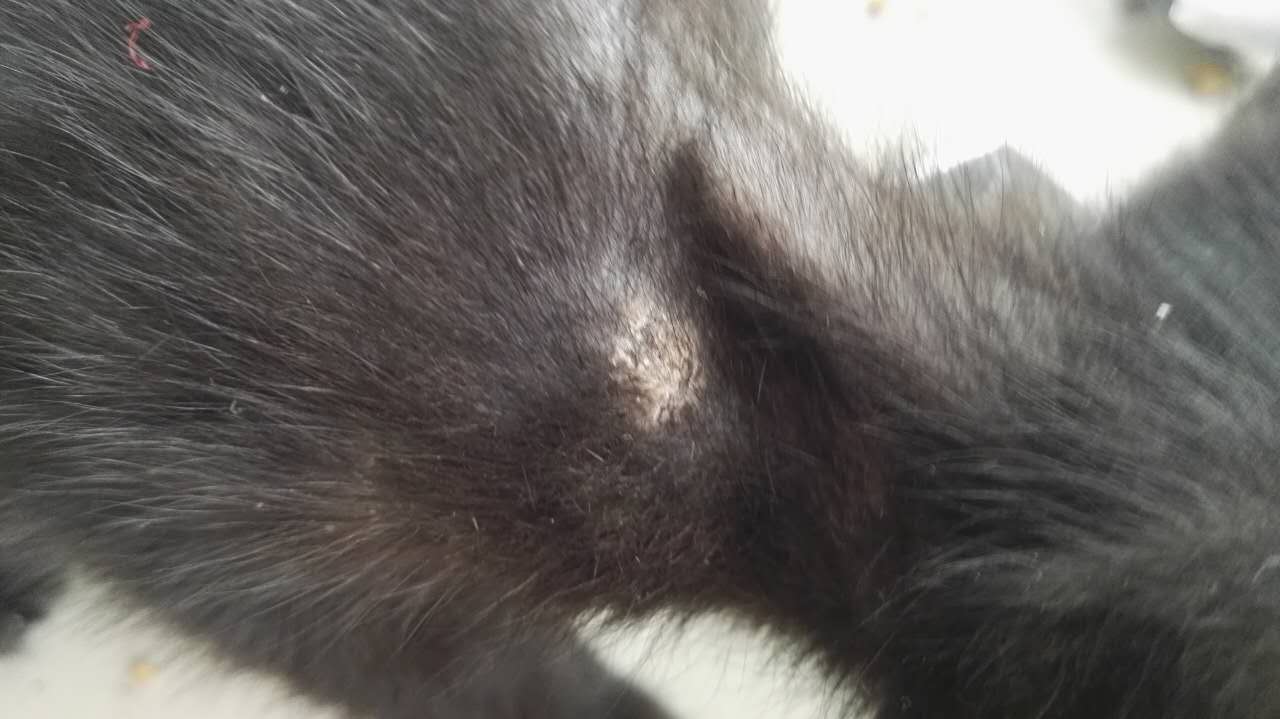 请问这是得猫藓了吗?