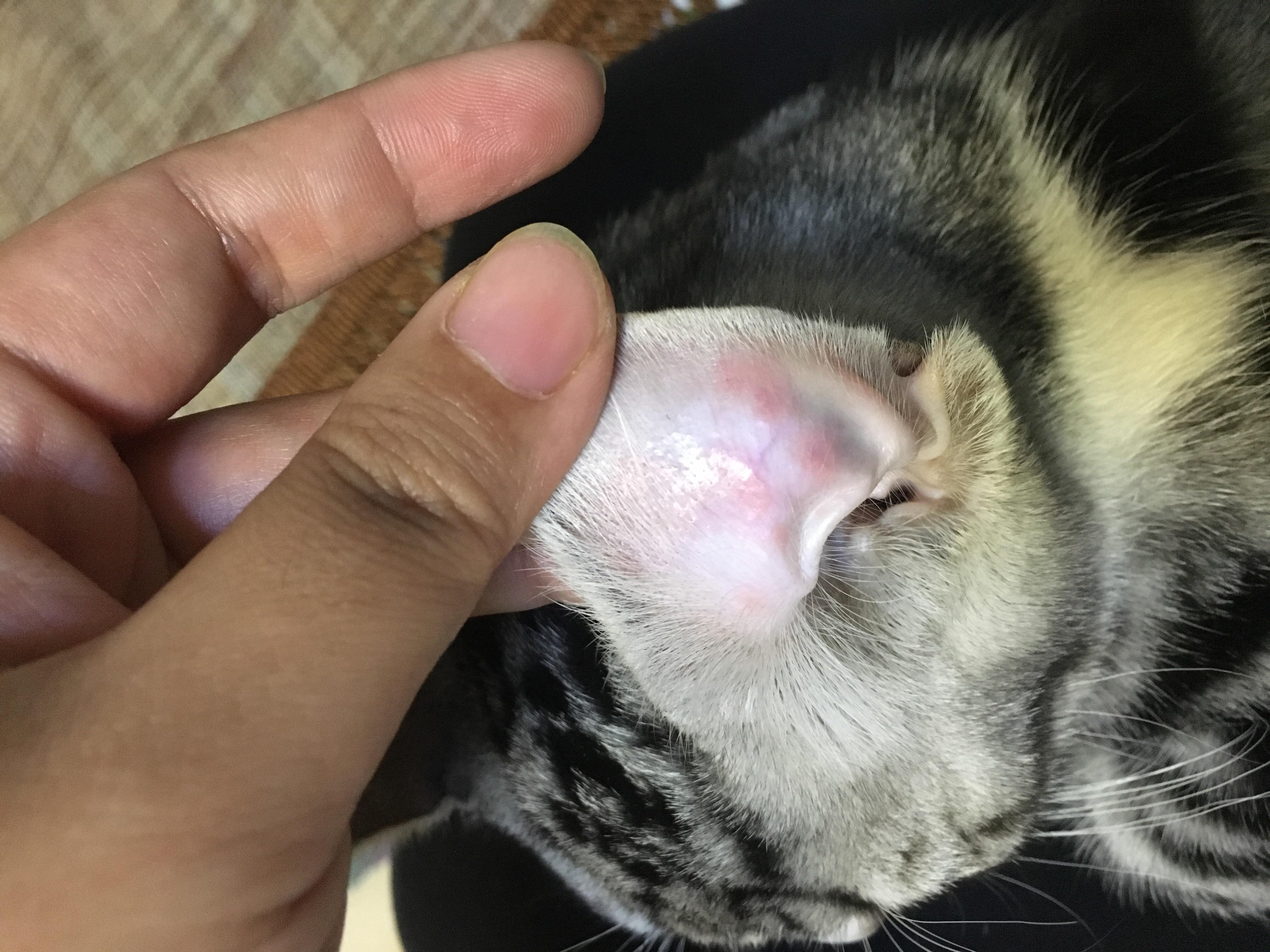 我就发现它的耳朵里面有几个的小包,其他都正常,耳朵没有异味没有