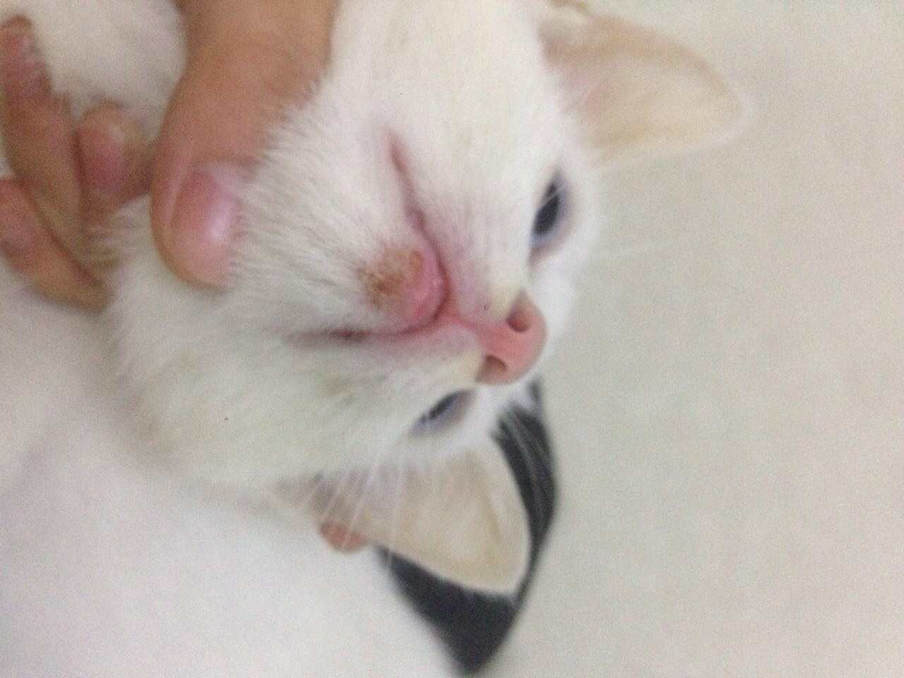 你好 我的猫嘴巴下面这是什么