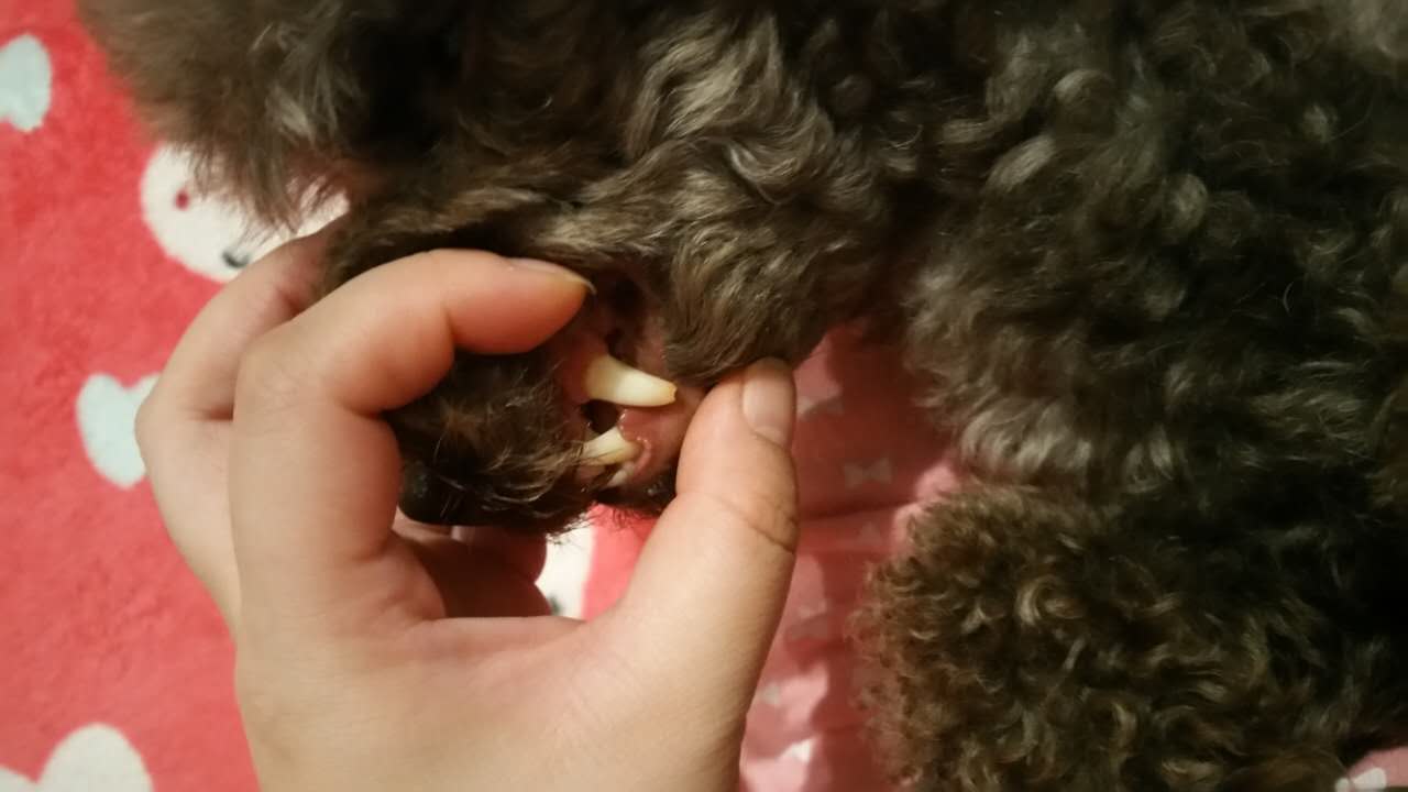 02             狗疾病问题口腔疾病               今天给狗狗刷牙