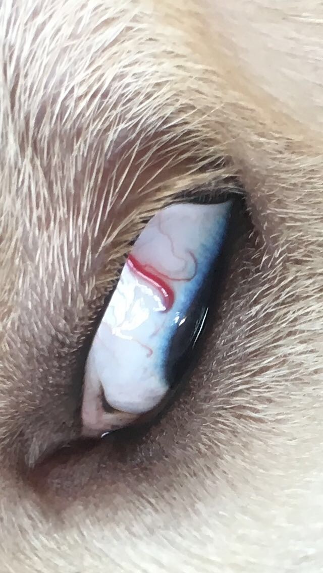 眼线虫还是充血？ - 萌爪医生