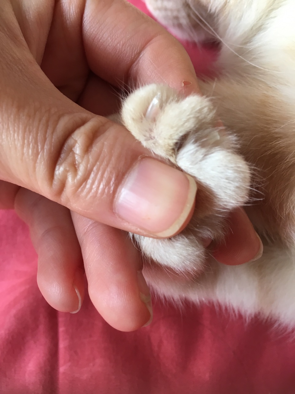 猫咪指甲有的变白是缺钙吗还是什么原因