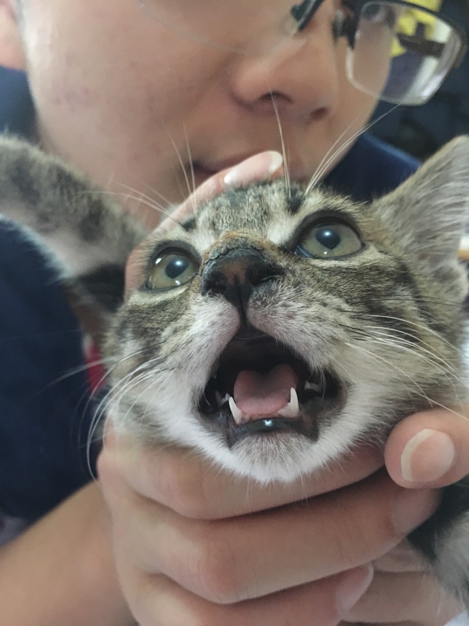 猫咪鼻子有点干燥,周围一点地方好像脱皮了,但是精神很好