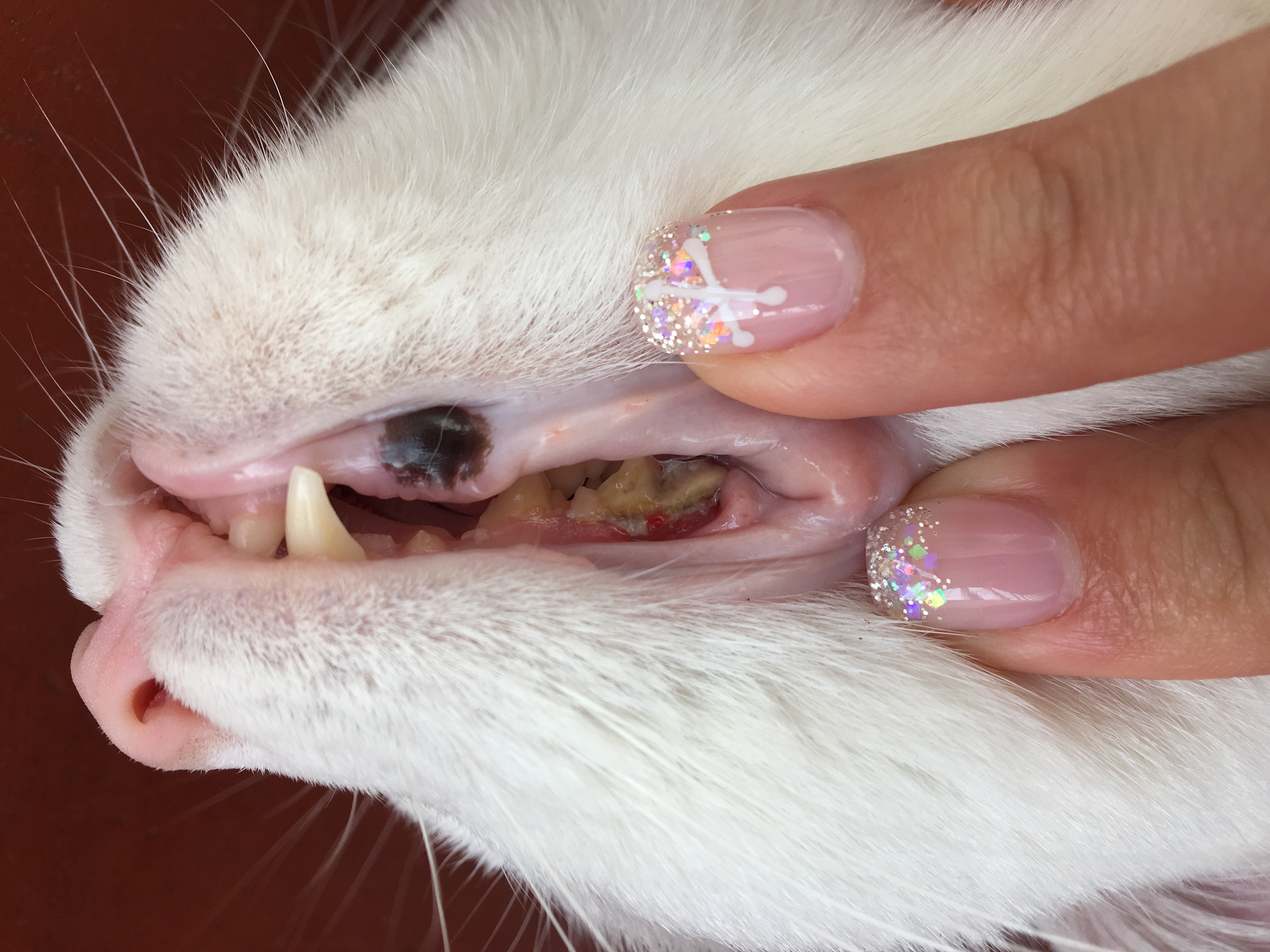 猫咪牙齿是长牙结石了吗