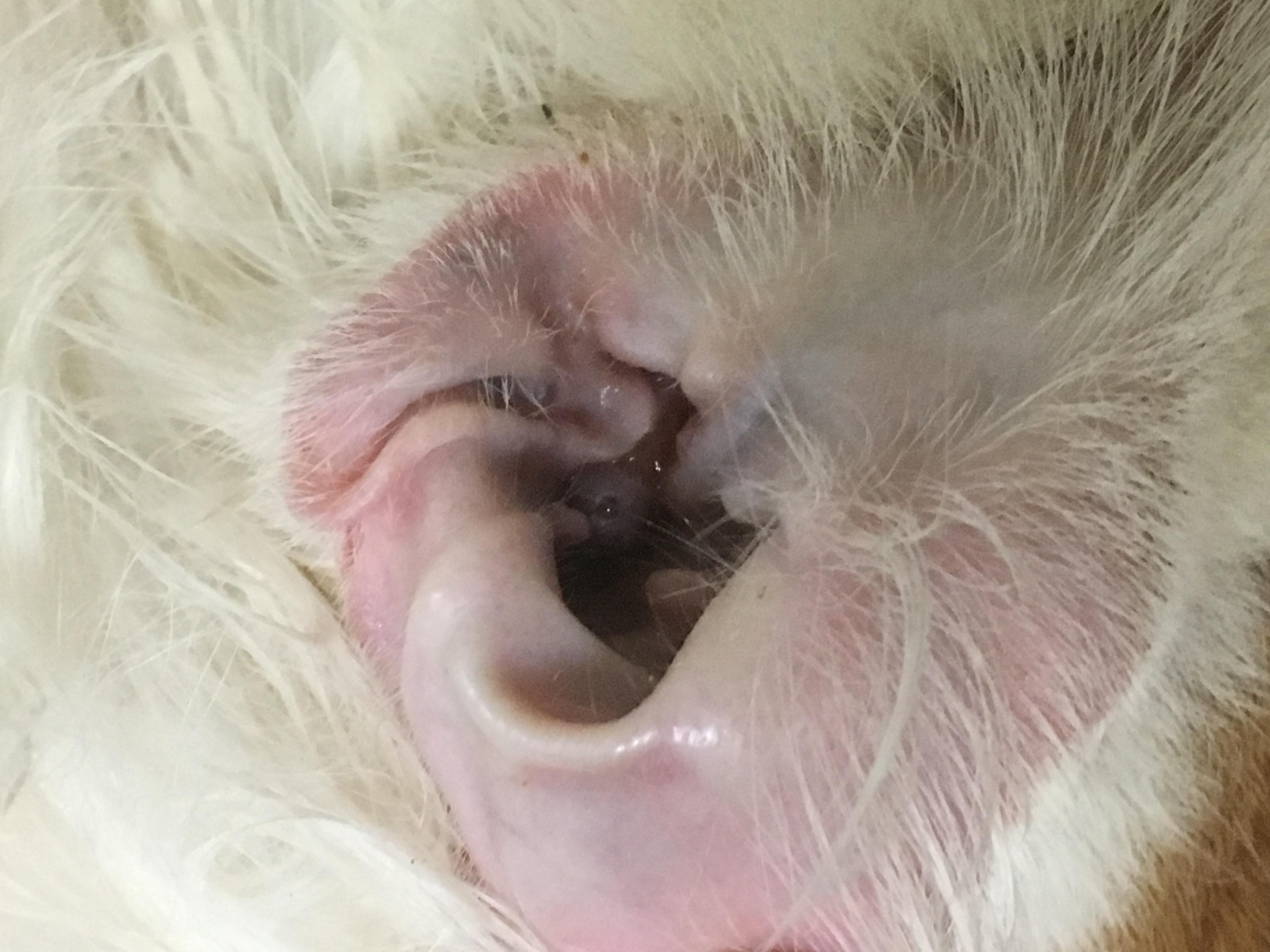 耳朵有严重的肿瘤