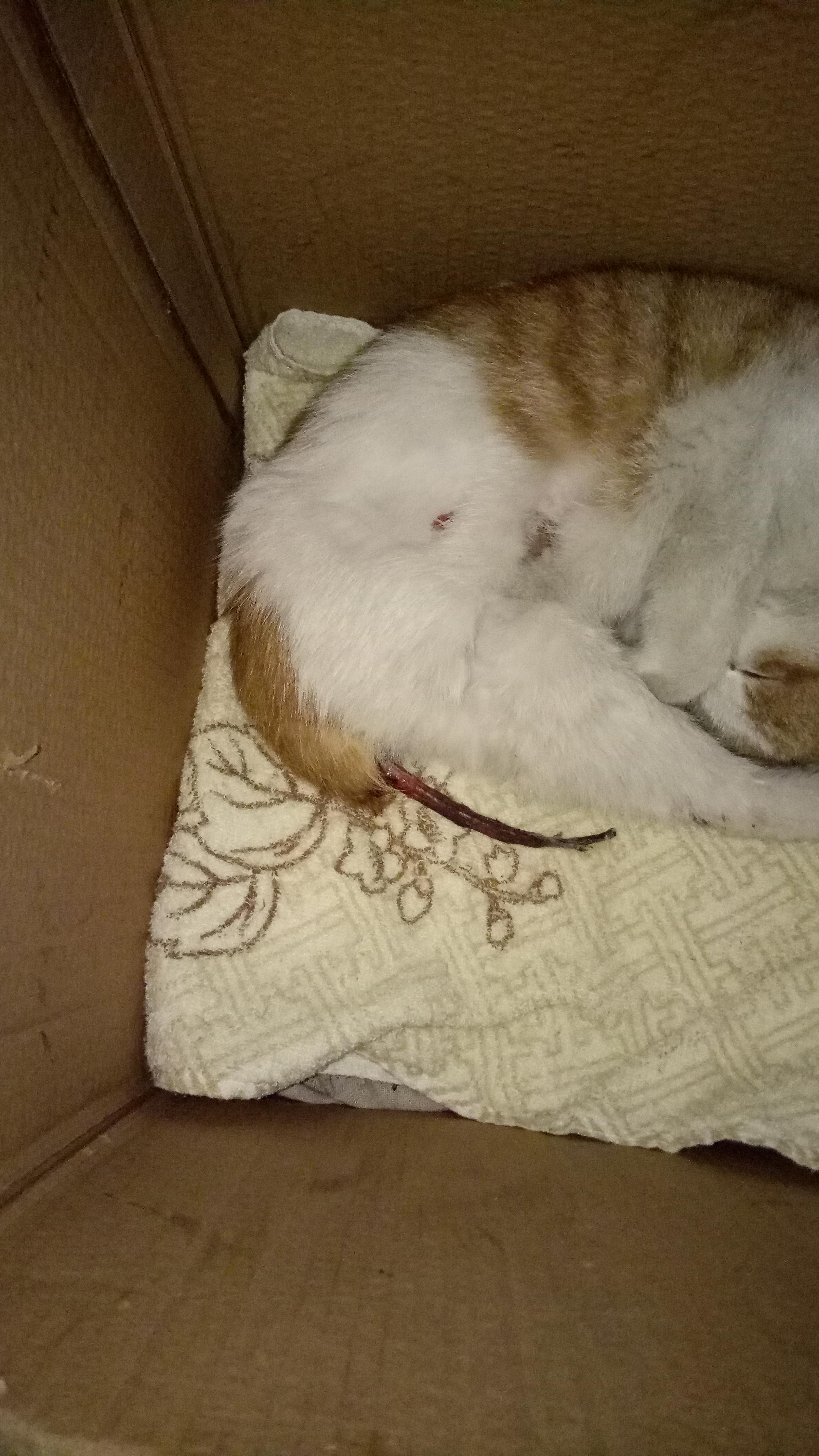 猫咪尾巴被抓伤