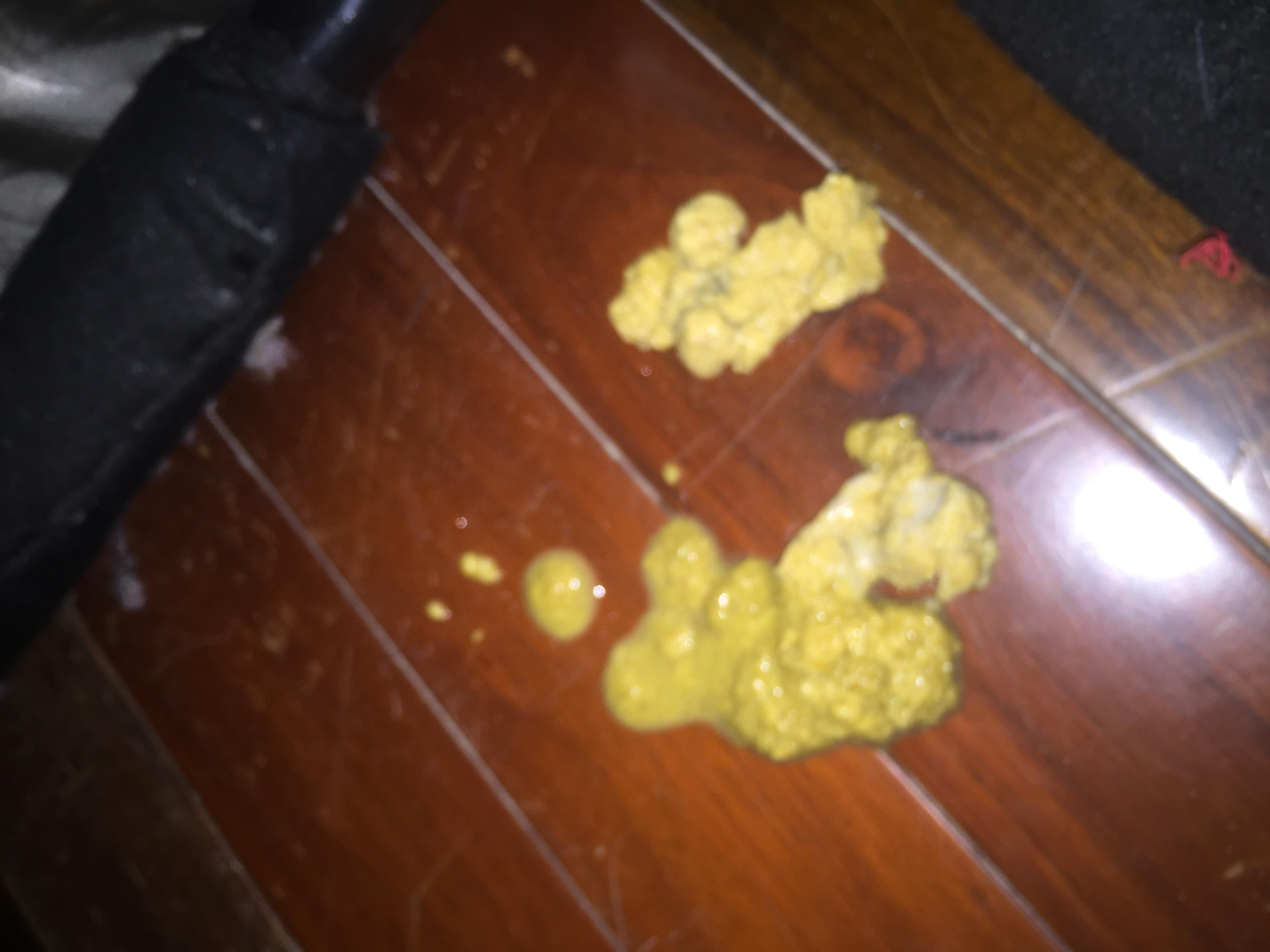 猫咪呕吐不止