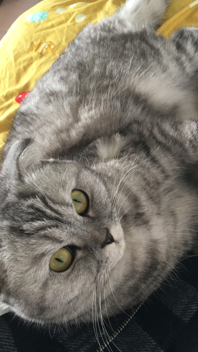 猫尿不结团在底部