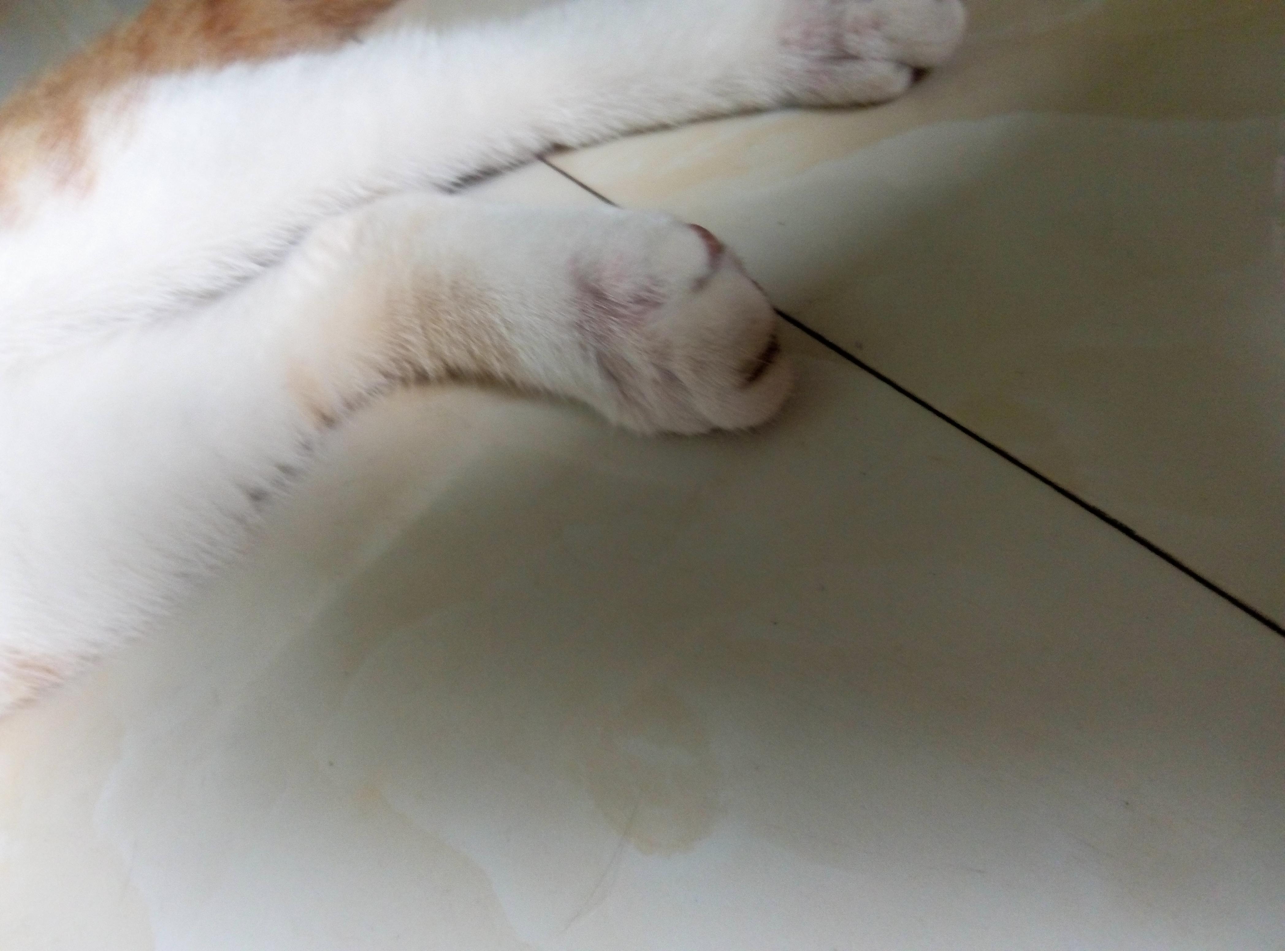 后脚掉毛