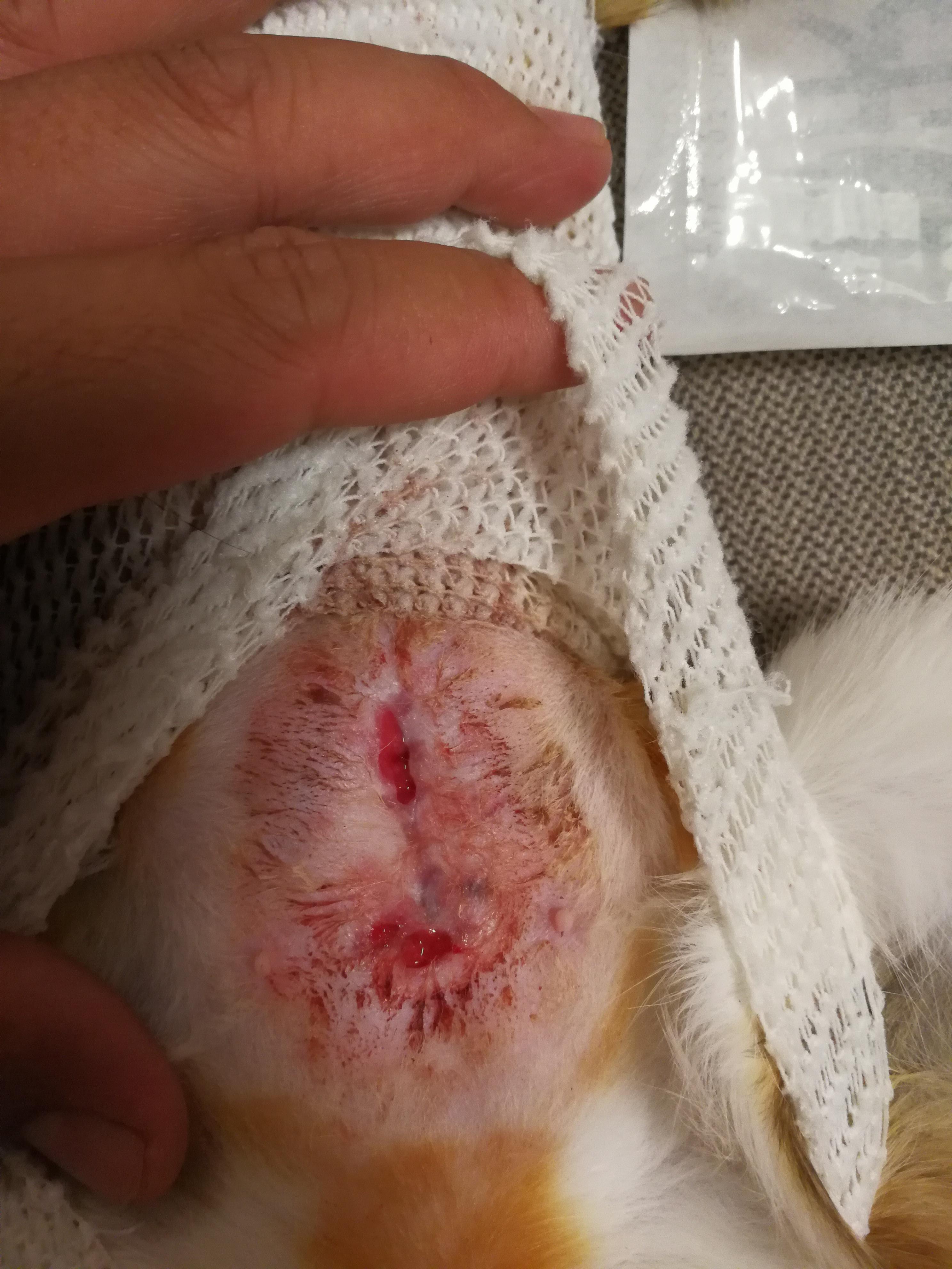 猫咪绝育手术后伤口不愈合