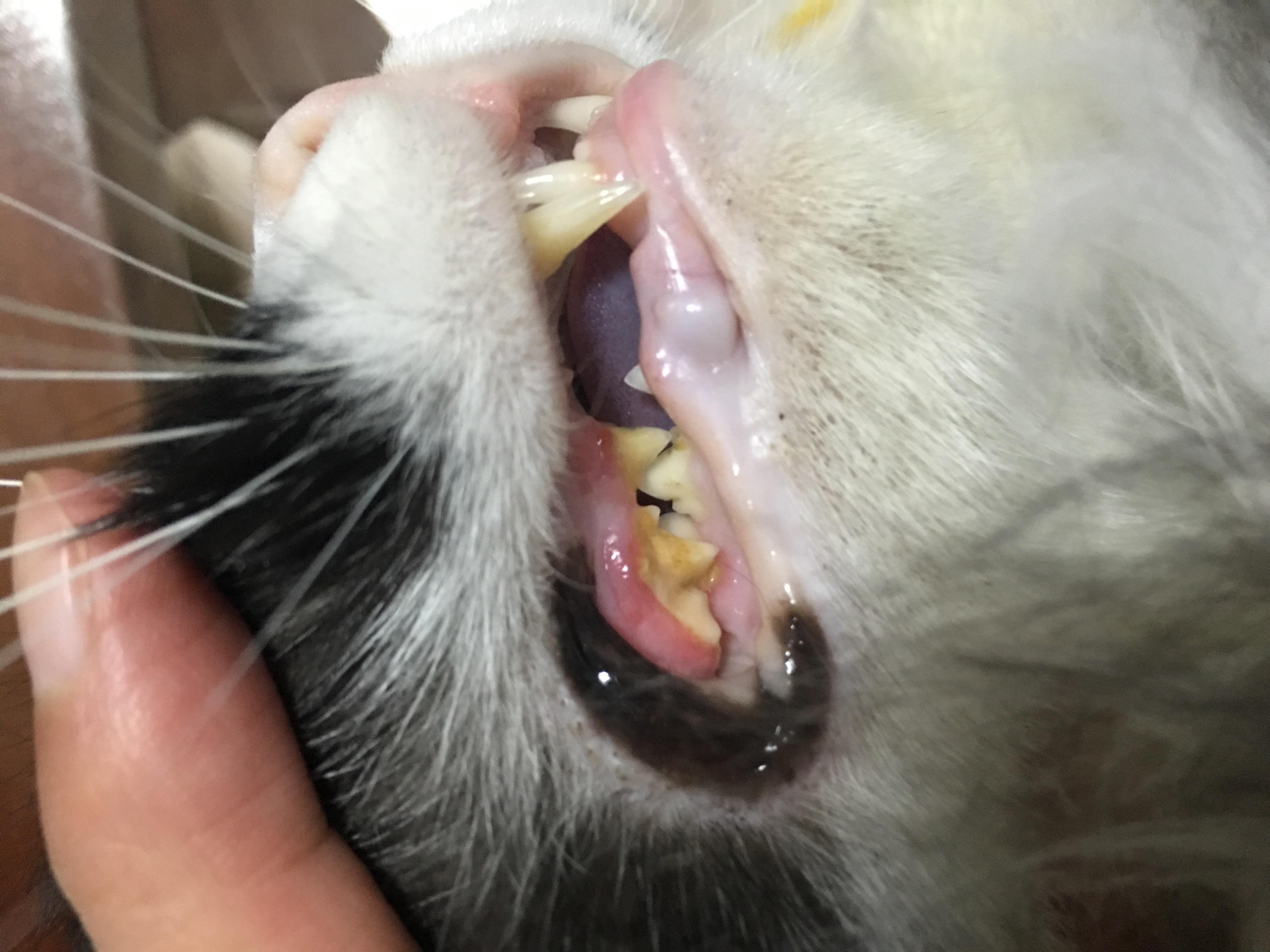 猫咪牙齿,不同月份的猫咪牙齿图,猫咪各阶段牙齿图片_大山谷图库