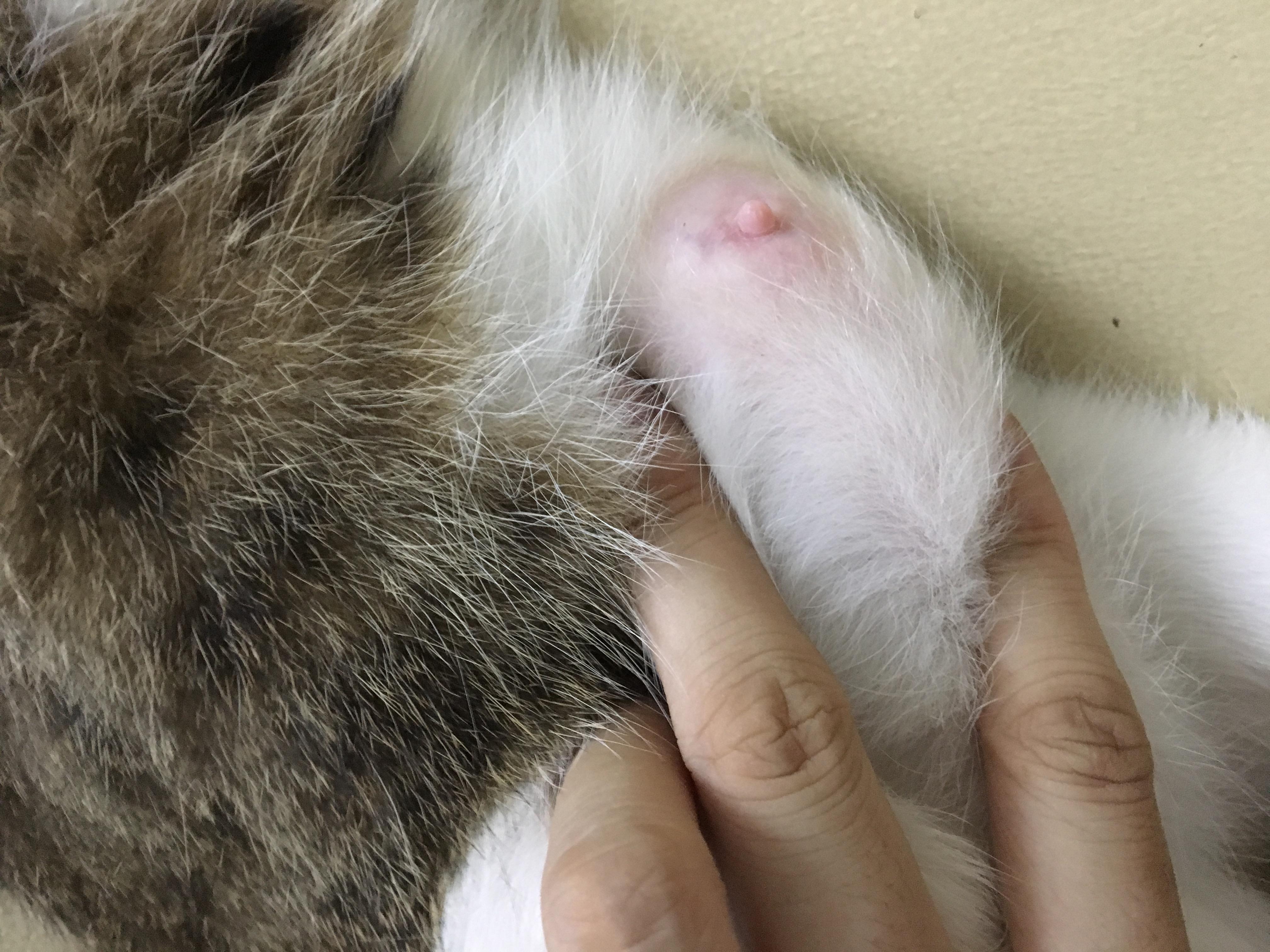 母猫产后乳房肿胀