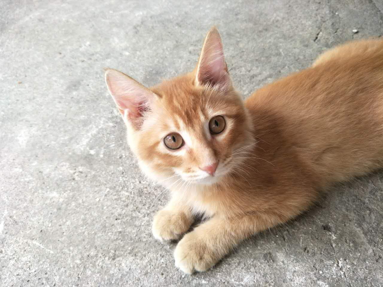 两个月的猫叫声沙哑正常吗 猫叫的声音很哑会